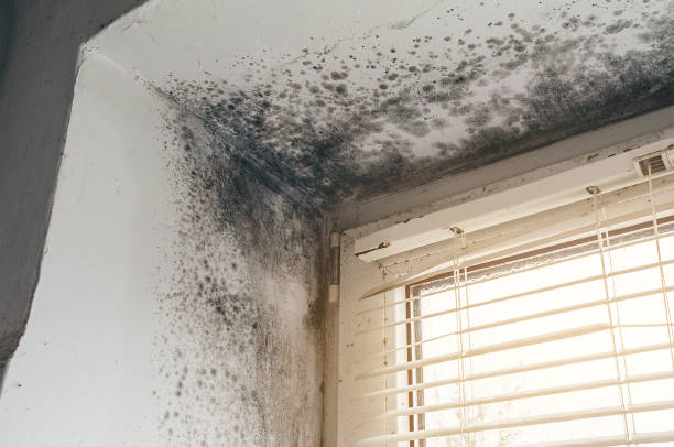 Affordable Basement Mold Removal solutions in Cedar Knolls, NJ